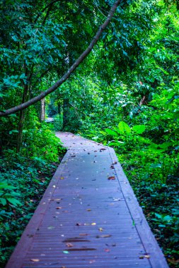 Phu Sang, Tayland 'da doğa yolu..