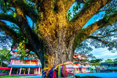 Tayland 'ın Chiang Kham bölgesinde güzel bir yağmur ağacı..