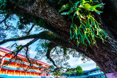 Tayland 'ın Chiang Kham bölgesinde güzel bir yağmur ağacı..