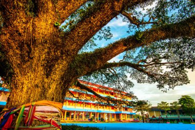 Tayland 'ın Chiang Kham bölgesinde güzel bir yağmur ağacı..