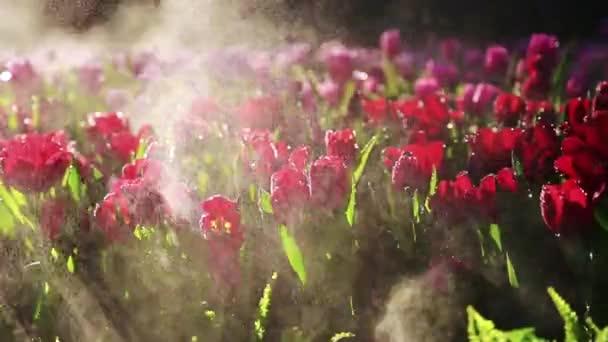 Květinové Záhony Tulipánů Nepřetržitým Postřikem Páry Všech Okolností Provincie Chiang — Stock video