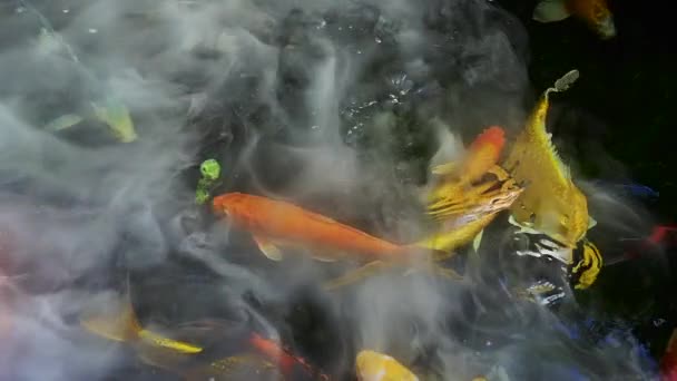 Powolny Film Rybą Koi Stawie Chłodną Parą Nad Powierzchnią Wody — Wideo stockowe