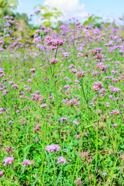 Chiang Rai Eyaletindeki Verbena Sahası, Tayland.