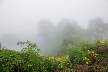 Tayland 'ın Phayao eyaletinde kış mevsiminde sisli bir manzara.