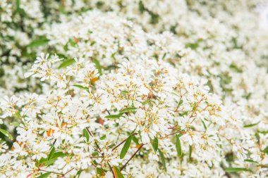 Küçük beyaz çiçeklerin arka planı, Tayland.