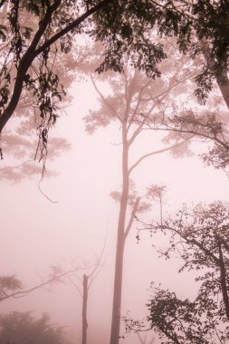 Tayland 'ın Phayao eyaletinde kış mevsiminde sisli bir orman.