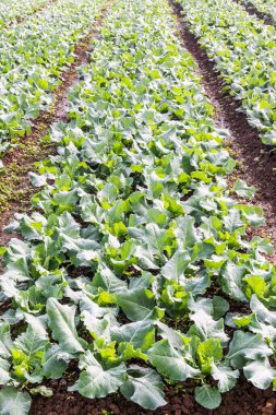 Sebze bahçesinde yeşil Çin lahanası, Tayland.