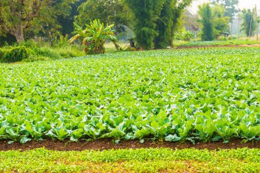 Sebze bahçesinde yeşil Çin lahanası, Tayland.