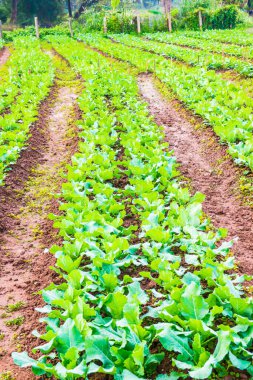 Sebze bahçesinde yeşil Çin lahanası, Tayland.
