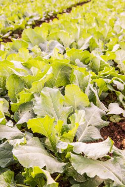 Sebze bahçesinde yeşil Çin lahanası, Tayland.