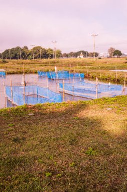 Tayland 'da balık kafesleri.
