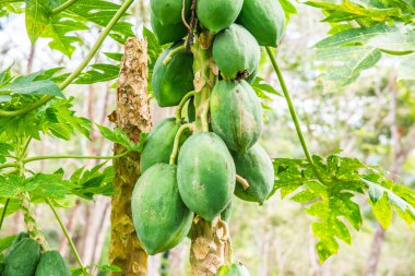 Ağaçta Papaya meyveleri, Tayland.