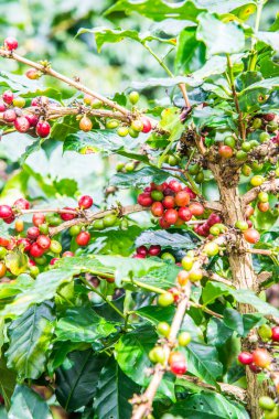 Ağaçta kahve çekirdeği, Tayland.