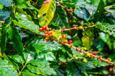 Ağaçta kahve çekirdeği, Tayland.