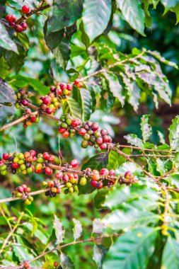 Ağaçta kahve çekirdeği, Tayland.