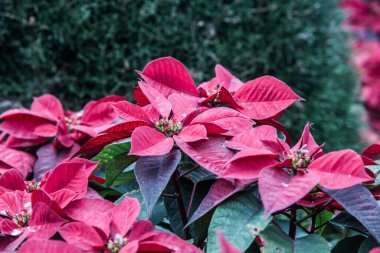 Kışın Tayland 'da kırmızı noktalı bitki..