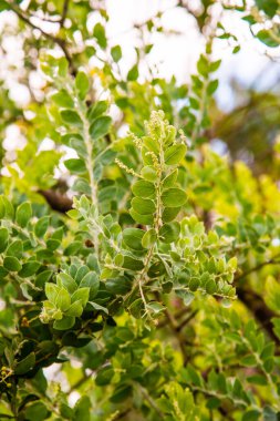 Queenland Yaprağı Gümüş Gıdaklama Tesisi, Tayland.