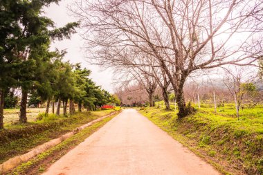 Chiangmai, Tayland 'da kiraz çiçeği parkı..