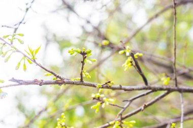 Kiraz Çiçeklerinin Kapanışı, Tayland.