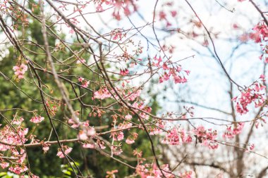 Genç Kiraz Çiçeklerinin Kapanışı, Tayland.