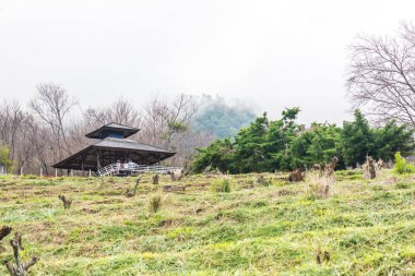 Chiangmai, Tayland 'da kiraz çiçeği parkı..