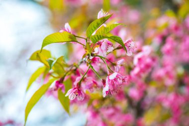 Tayland 'da Pembe Sakura Çiçekleri.