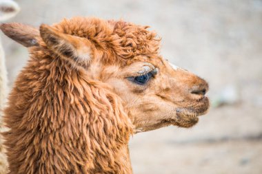 Tayland 'da Brown Alpaca Vicugna paketleri.