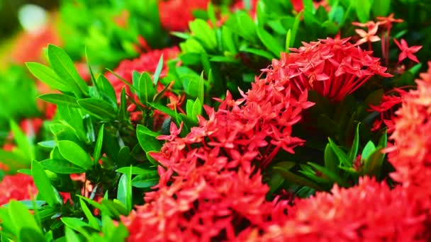 Červená Ixora Květina Záhonu — Stock video