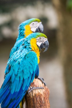Tayland 'da mavi boğazlı papağan..