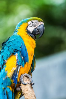 Tayland 'da mavi boğazlı papağan..