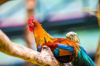 Tayland, Tayland 'da orman kuşu.