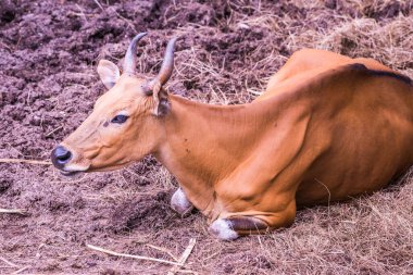 Tayland, Tayland 'da Banteng.