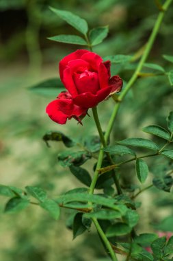 Doğal arka planda kırmızı gül, Tayland.