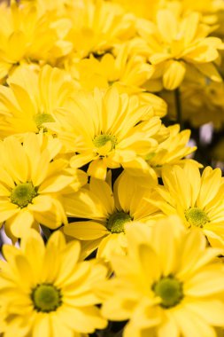 Tayland 'da sarı çiçeğe yakın çekim.