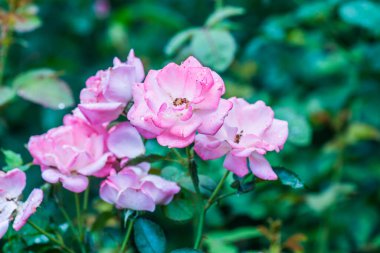 Pembe gül ve doğal arka plan, Tayland.