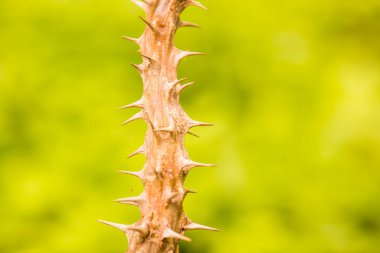 Euphorbia Milii, Tayland Dikeni.
