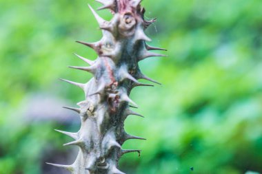 Euphorbia Milii, Tayland Dikeni.