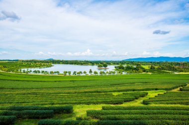 Tayland 'ın Chiang Rai bölgesindeki çay tarlası..