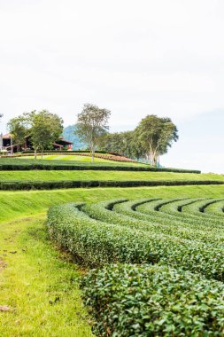 Tayland, Tayland 'da çay çiftliği.