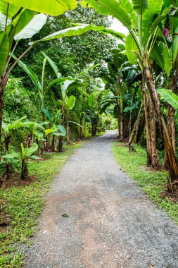 Muz bahçesinde küçük bir yol, Tayland.
