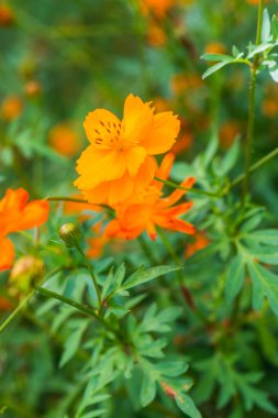 Sarı cosmos Çiçek bahçesinde, Tayland.