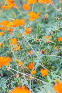 Sarı cosmos Çiçek bahçesinde, Tayland.