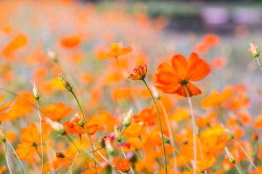 Sarı cosmos Çiçek bahçesinde, Tayland.
