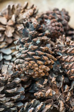 Bitki için çam kozalakları, Tayland.