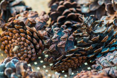 Bitki için çam kozalakları, Tayland.