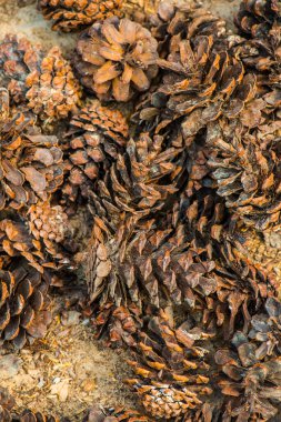 Bitki için çam kozalakları, Tayland.