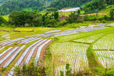 Tayland 'ın Chiangmai eyaletinde pirinç tarlaları..