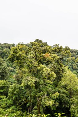 Doi Inthanon Ulusal Parkı, Tayland 'da Büyük Ağaçlar.