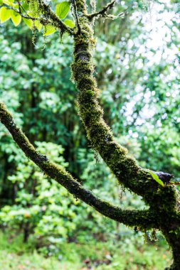 Doi Inthanon Ulusal Parkı, Tayland 'daki ağaç bütünlüğü.