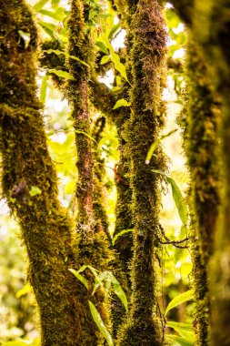 Doi Inthanon Ulusal Parkı, Tayland 'daki ağaç bütünlüğü.